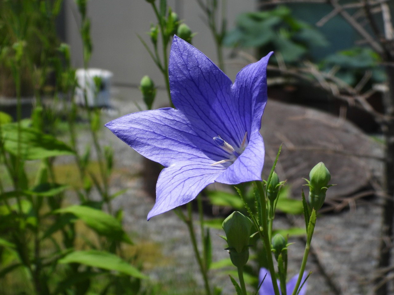 キキョウ（キキョウ科）