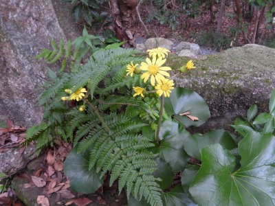 ツワブキ（キク科）