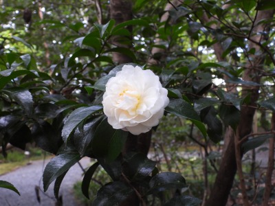 サザンカ（ツバキ科）