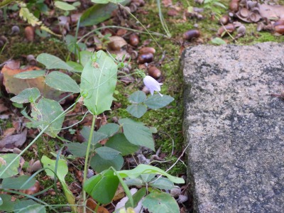 ツリガネニンジン（キキョウ科）