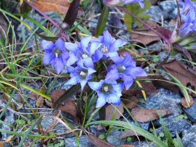 リンドウ（リンドウ科）