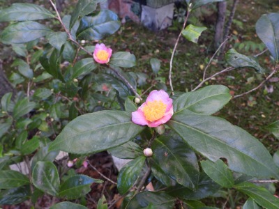 椿・炉開き（ツバキ科）