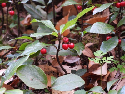 ヤブコウジ:十両