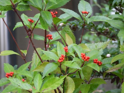 センリョウ:千両