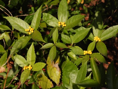 キミノセンリョウ(センリョウ科)