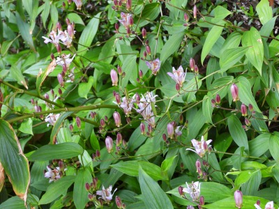 タイワンホトトギス(ユリ科)
