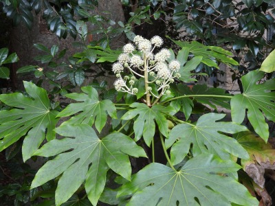 ヤツデ(ウコギ科)