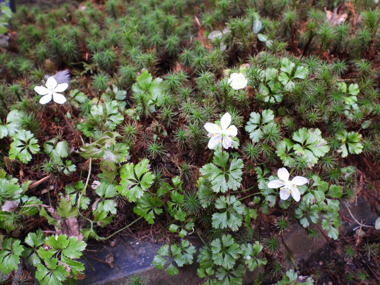 バイカオウレン(キンポウゲ科)
