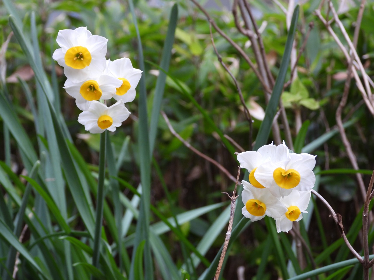 スイセン(ヒガンバナ科)