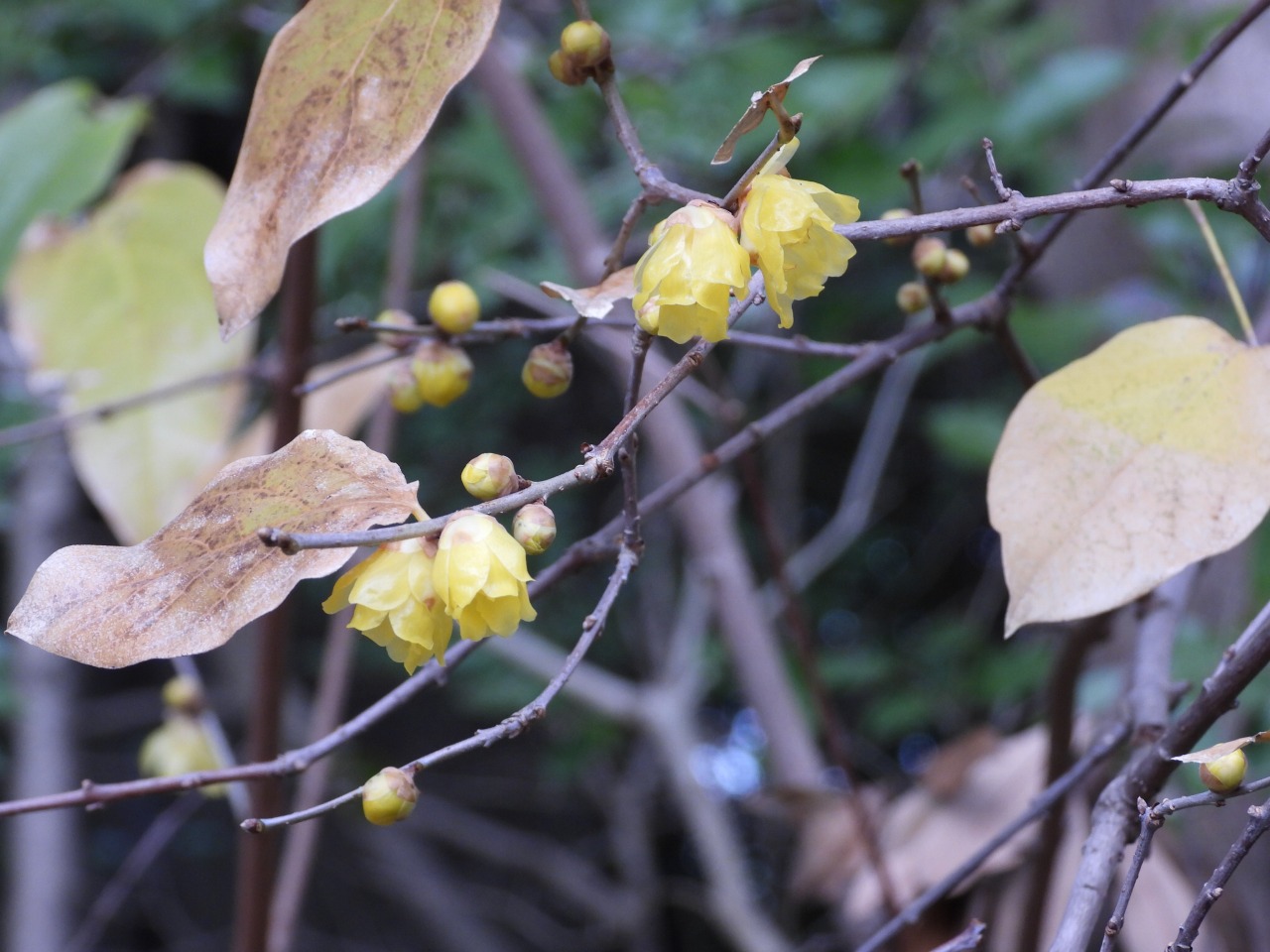 ロウバイ(ロウバイ科)