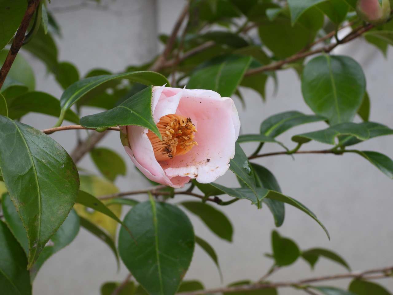 椿・太郎庵(ツバキ科)