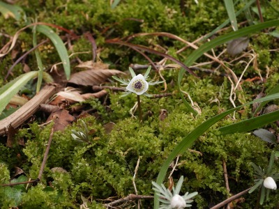 セツブンソウ(キンポウゲ科)