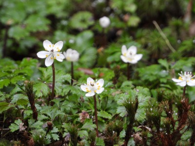バイカオウレン(キンポウゲ科)