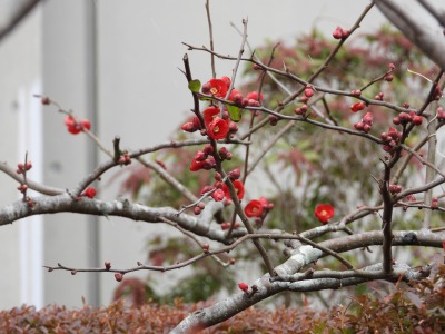 ボケ・木瓜(バラ科)正面玄関前