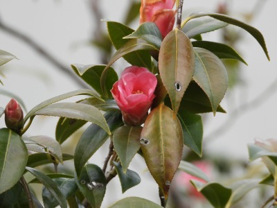 椿・紅侘助(ベニワビスケ)正面玄関前