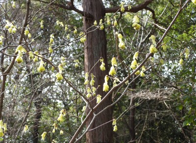 トサミズキ（マンサク科）