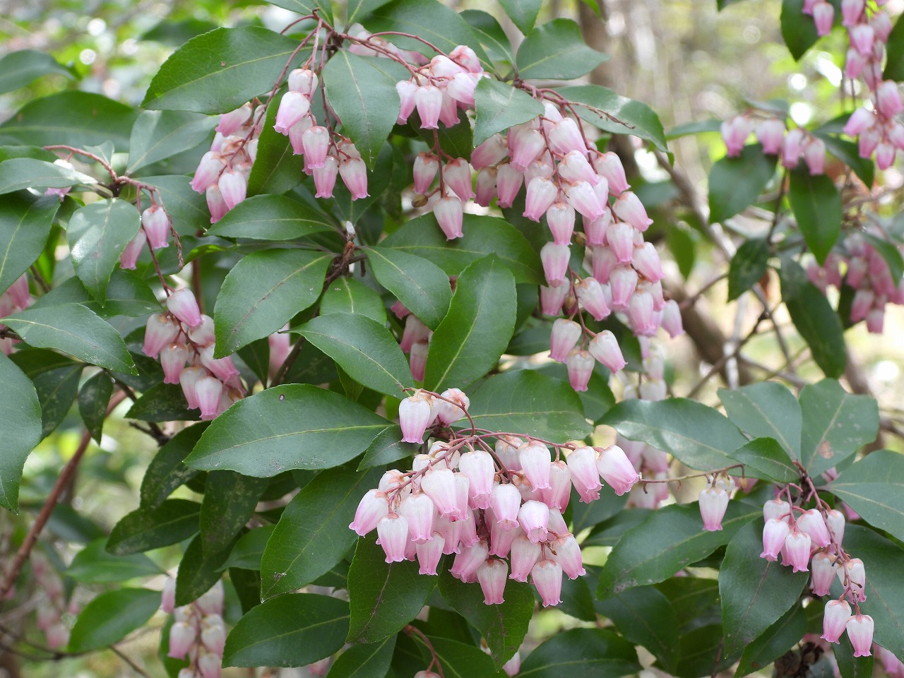 アセビ(ツツジ科)