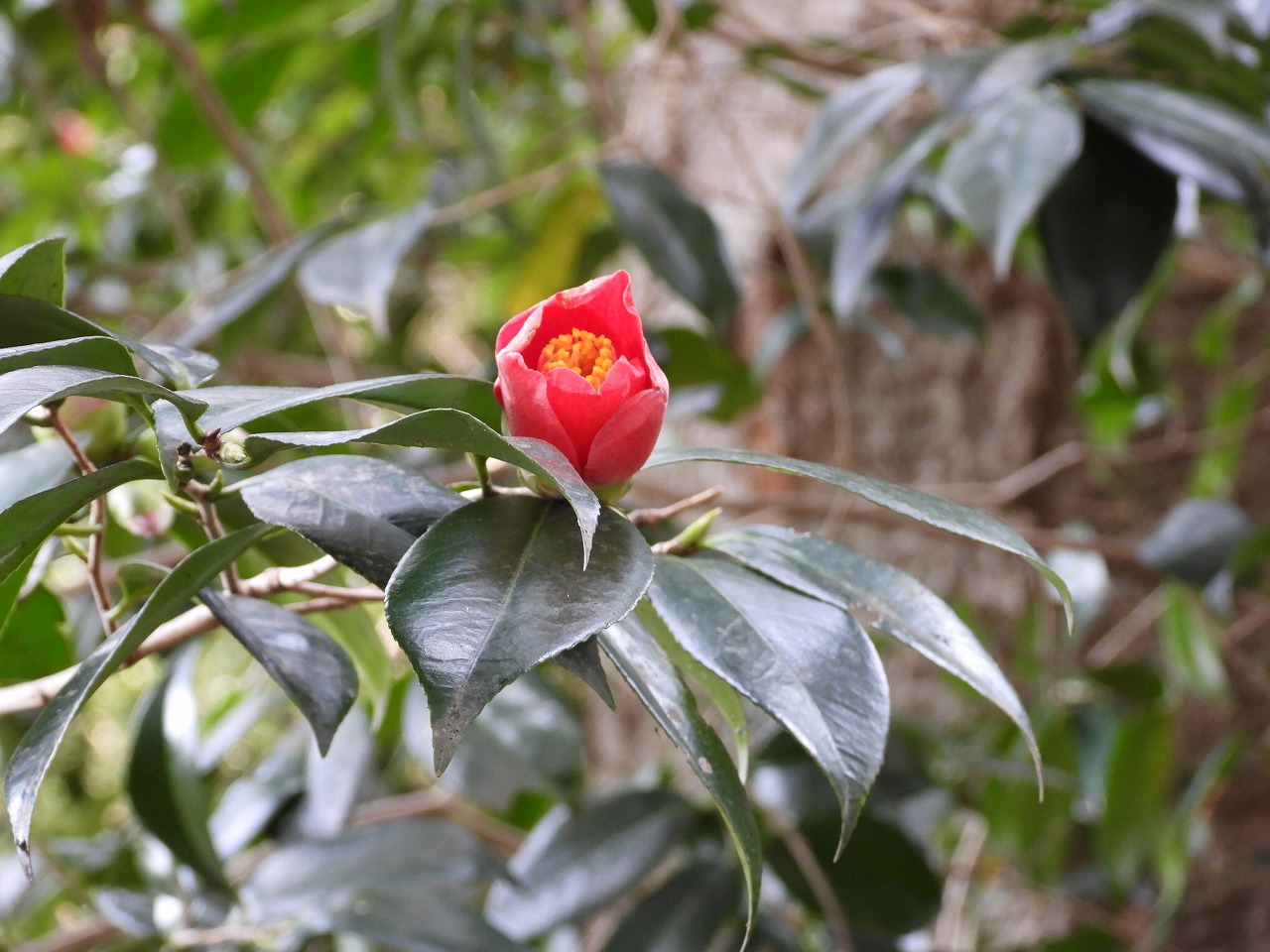 ツバキ・ヤブツバキ(ツバキ科)