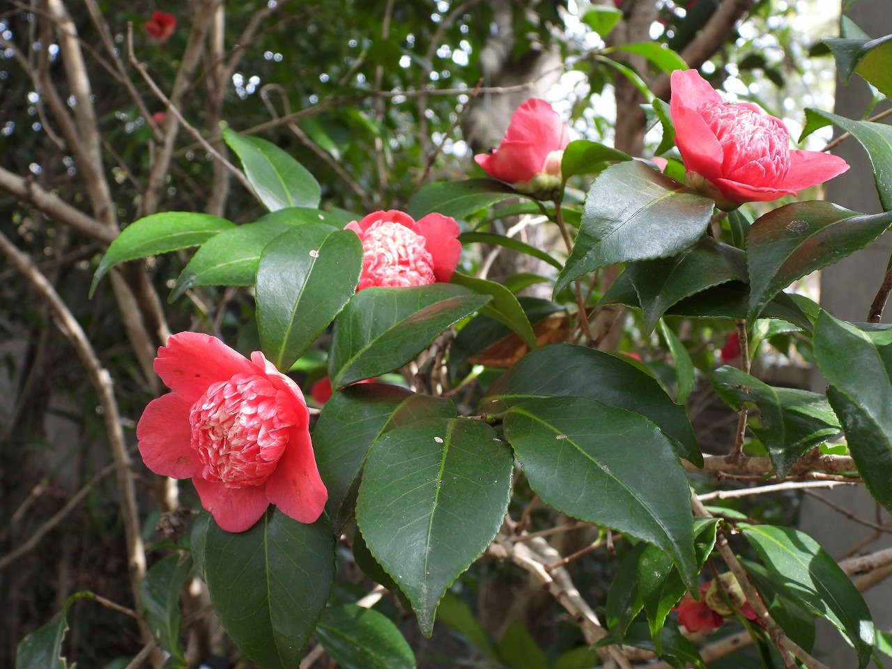 ツバキ・紅唐子(ツバキ科)