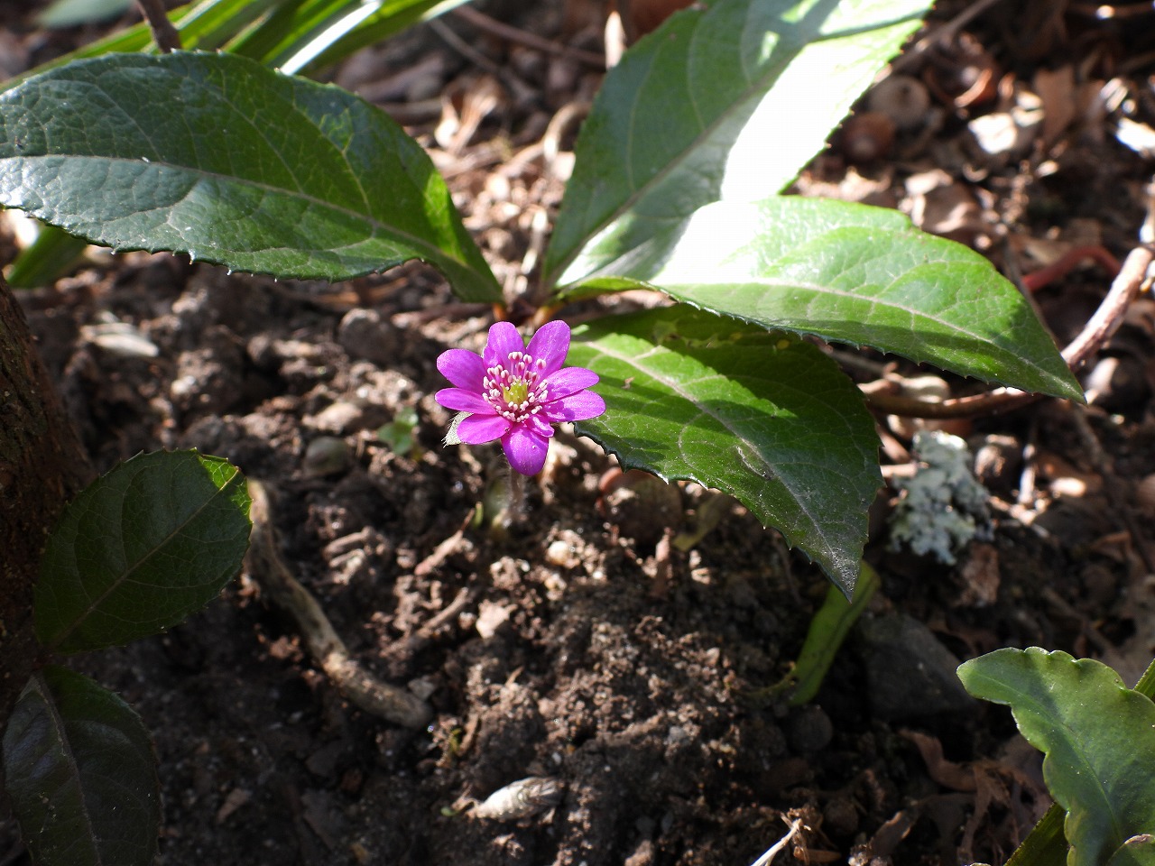 ユキワリソウ(キンポウゲ科)